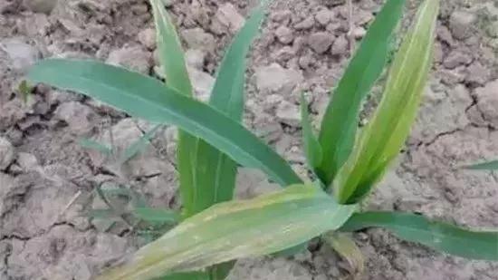 玉米发黄死苗用什么农药好,玉米苗死苗怎样防治