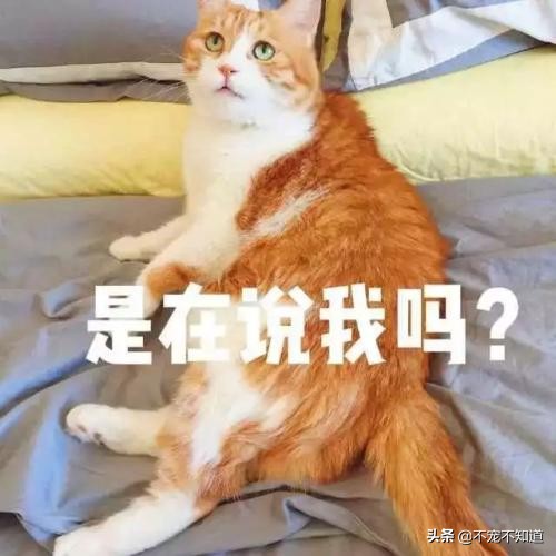 猫咪超过三天不吃东西——小心有疾病潜伏
