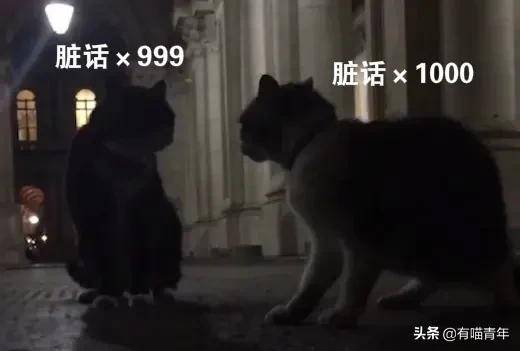 英国第一御猫,英国第一猫拉里视频