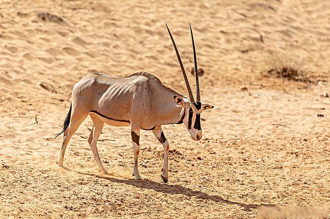 非洲牛科,物种繁多,来认识一下非洲大陆的各种羚羊吧