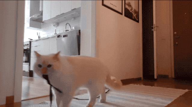 “因为一句话，我家猫在监控前守了一夜，彻夜未眠”