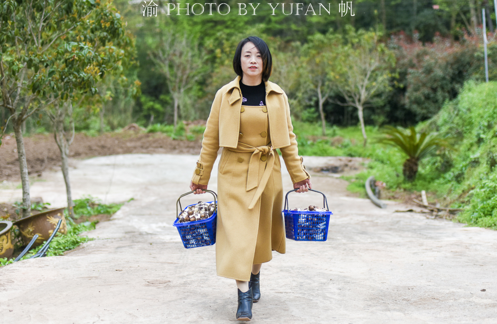 受新冠疫情影响，重庆潼南10万斤姬松茸销售受阻，老板欲哭无泪