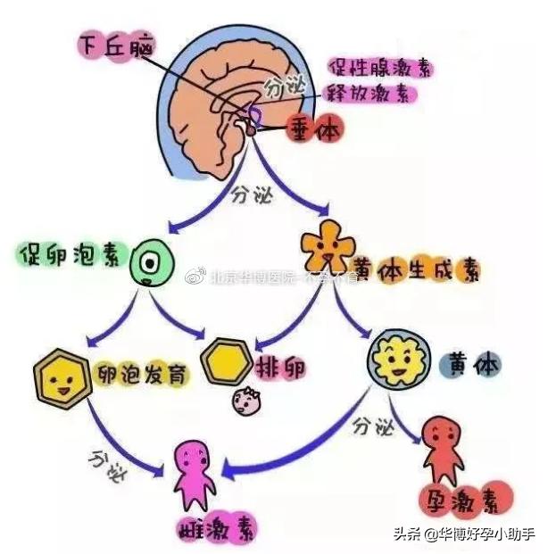 千万不要被“排卵障碍”摧毁你的母亲梦