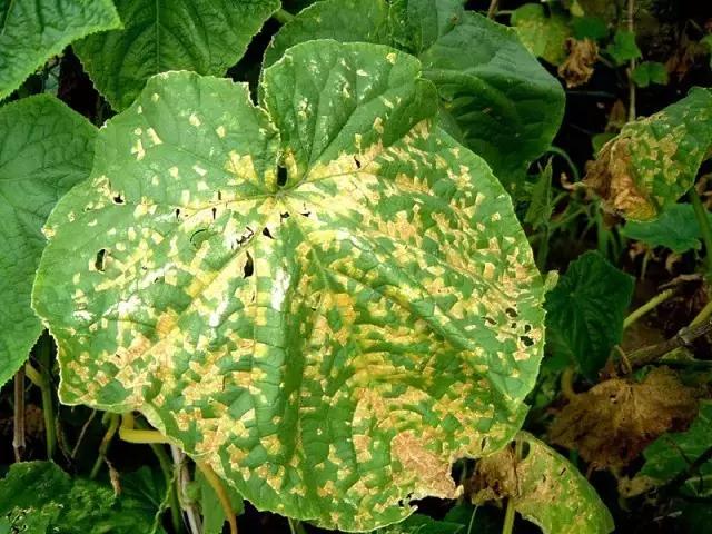 瓜类病害治疗药,瓜类主要病害有哪五条