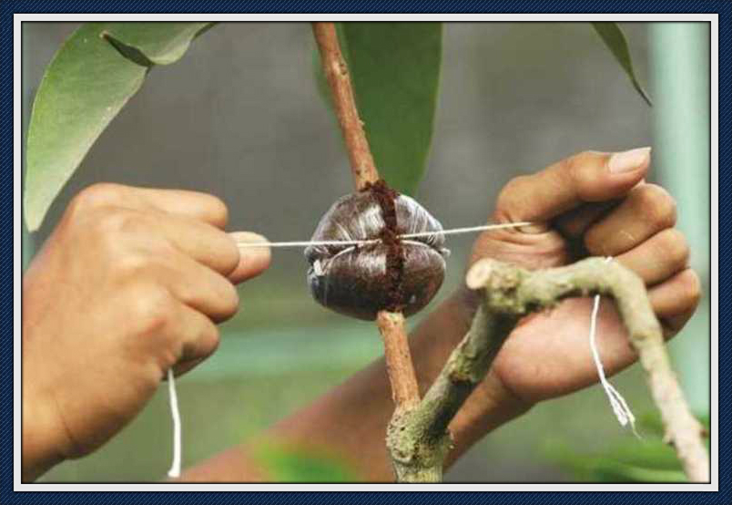 红心苹果怎么培育出来的,早熟苹果哪个品种值得栽种