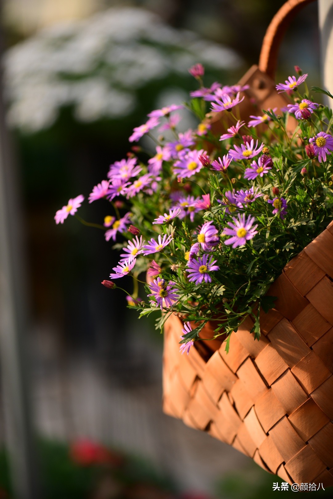 零下9度来袭，花园里的绿色是那么动人|园丁