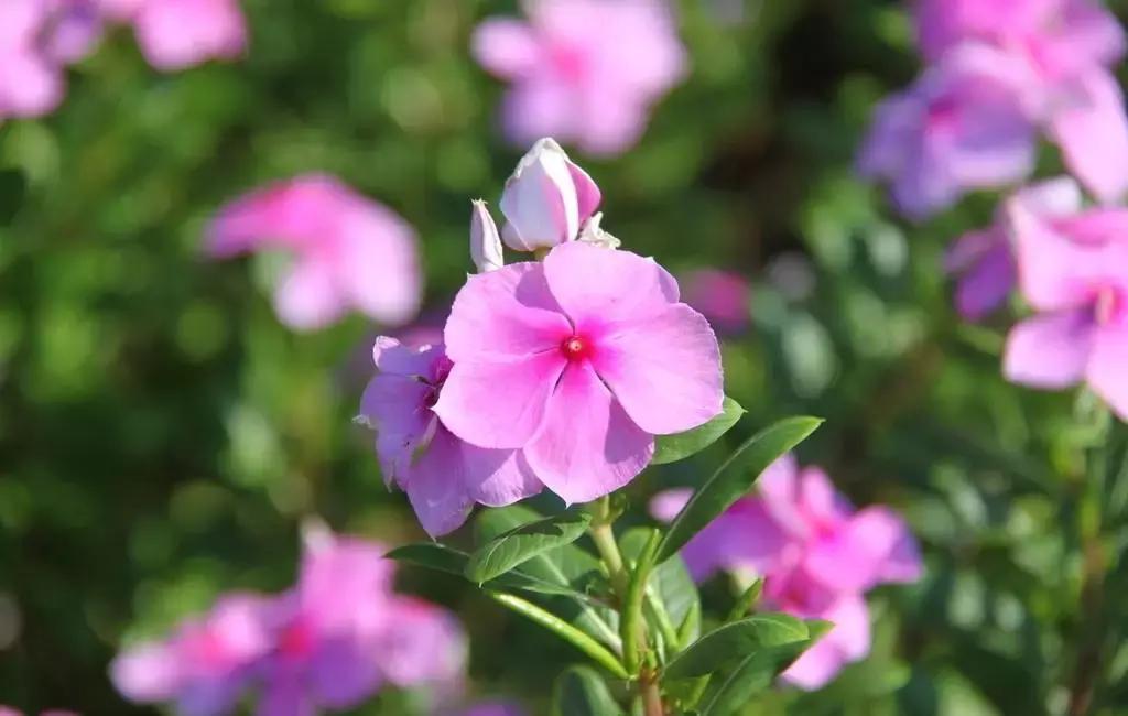 养花绿色液体儿童误食,小孩误食盆栽叶子