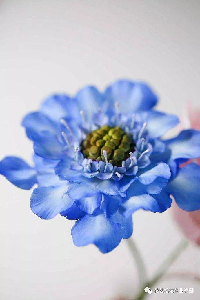 「花艺知识」50种常见花材的花语~（建议收藏）