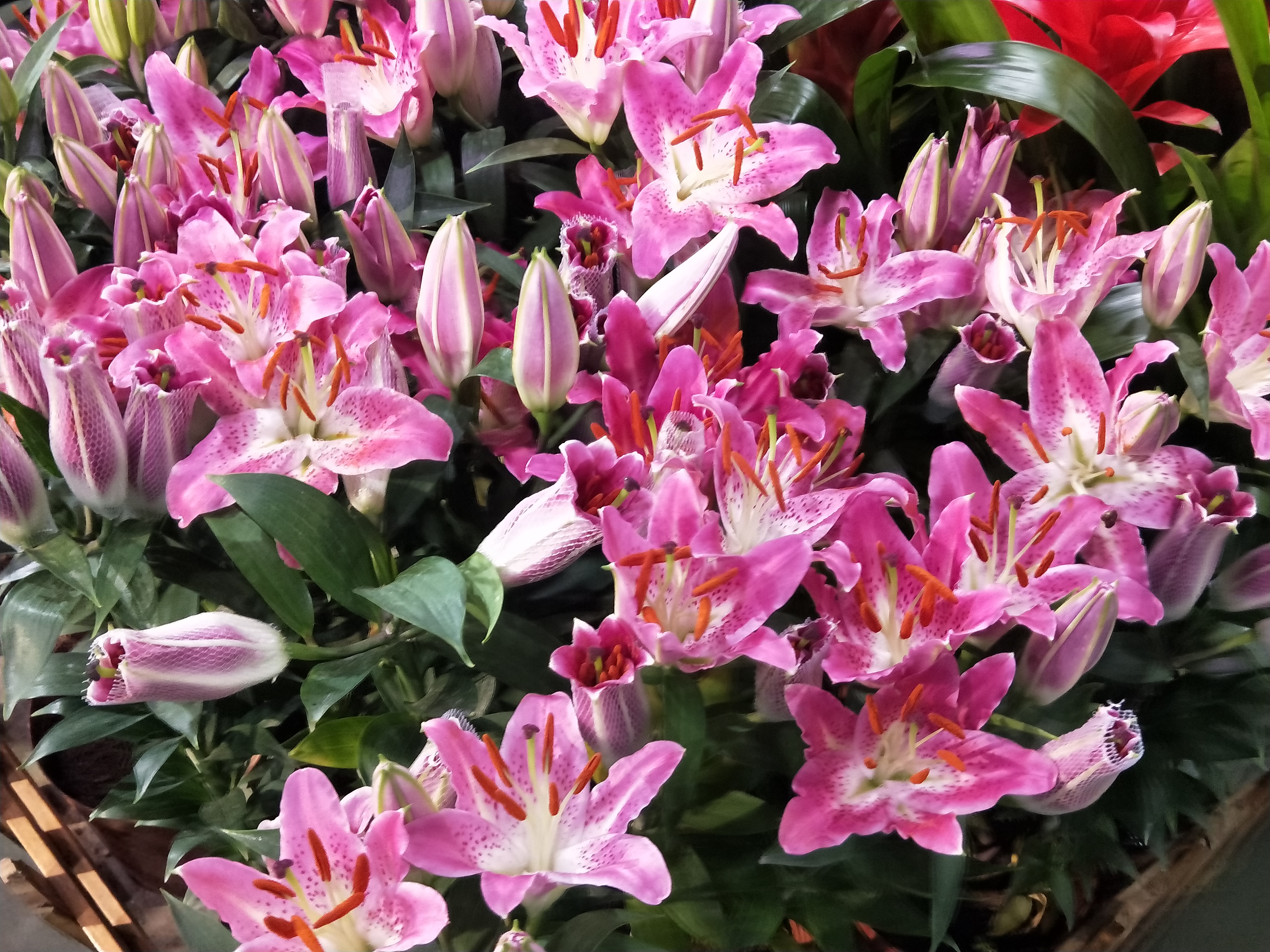 盆栽百合叶子发黄怎么办,新鲜百合冷冻后发黄是什么原因