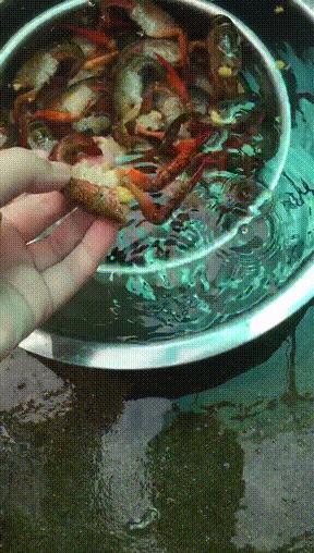 清理小龙虾只留虾尾,小龙虾怎么清理最好吃视频