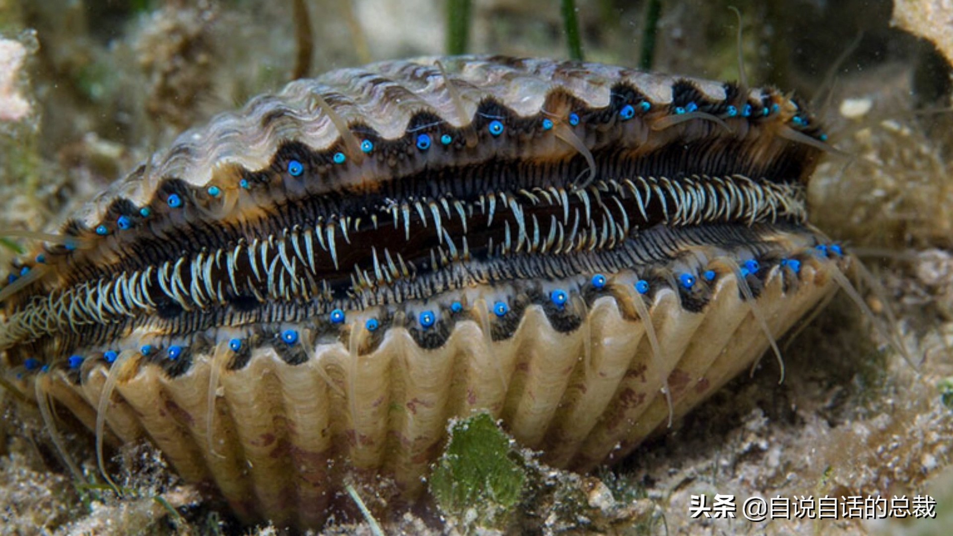 海鲜蛤蜊与蛤蜊区分,蛏子与小人蚬的区别