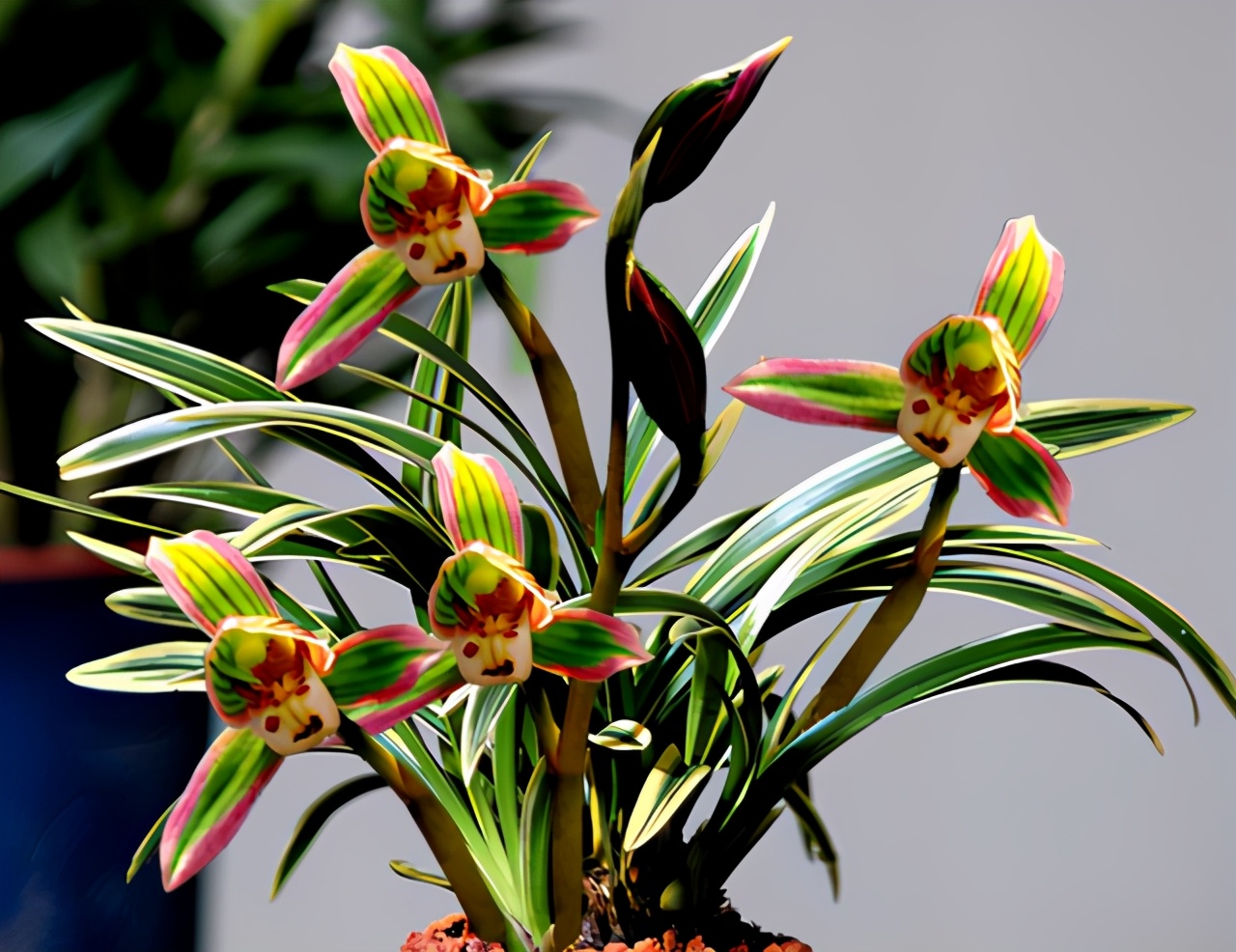 最浓香最好养墨兰名品图片大全,墨兰幽香四溢的养殖方法