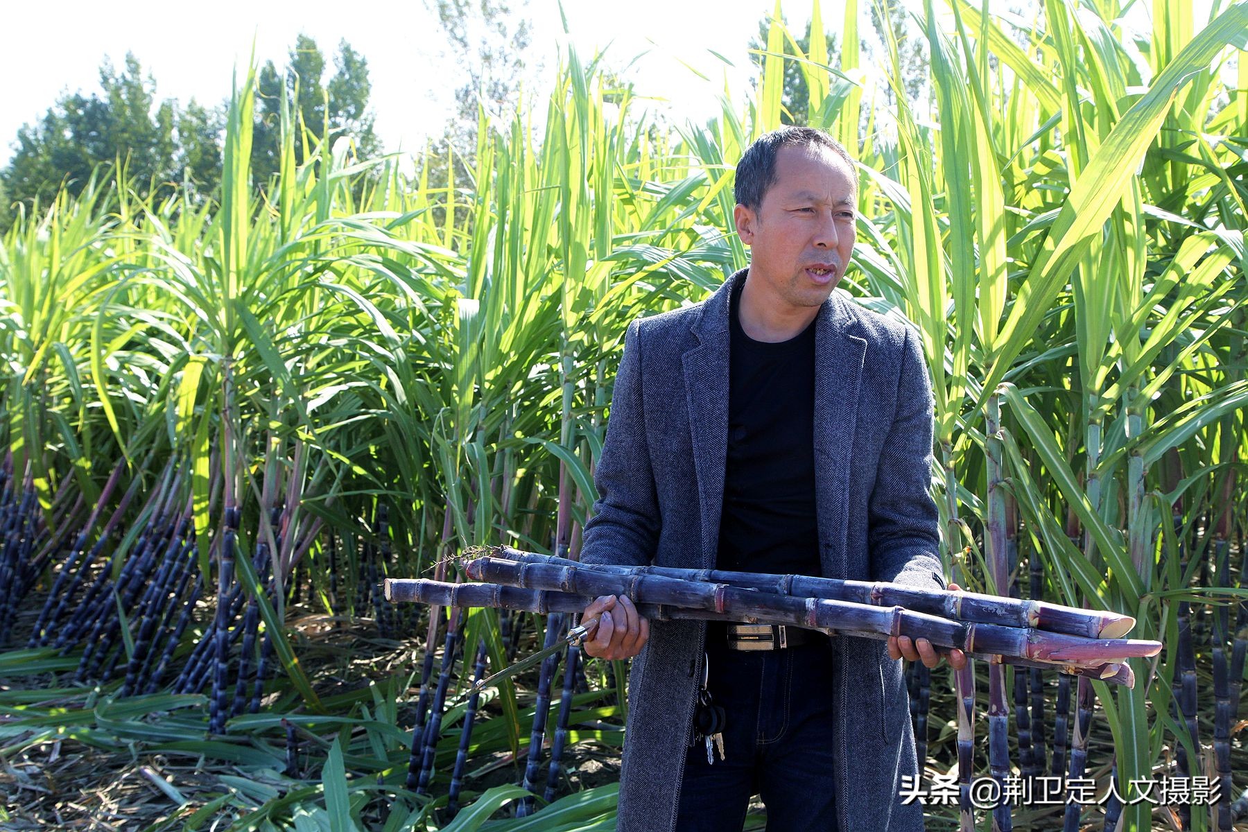 高标准农田种植水果甘蔗,山西农民种甘蔗