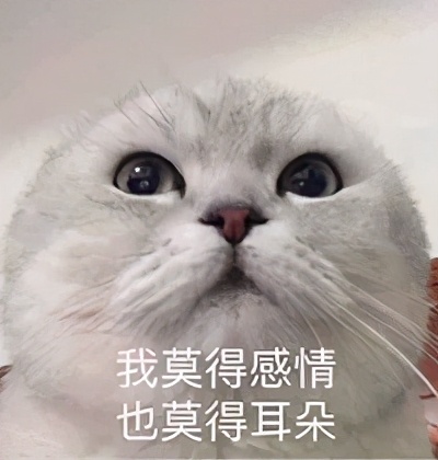 流泪猫猫头,流泪猫猫头抱小熊