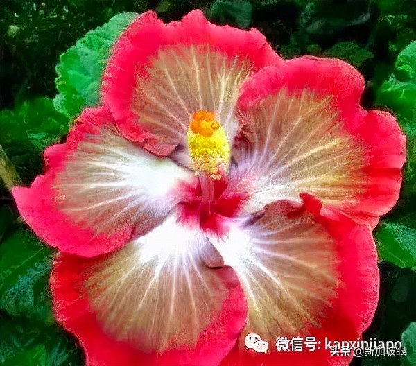 扶桑花和木槿花的区别图片,扶桑木槿花图片