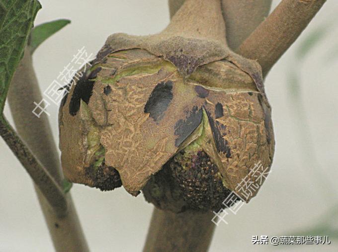 螨虫怎么解决,蔬菜螨虫防治用药