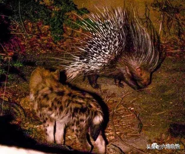 鬣狗进食豪猪,鬣狗对战豪猪视频