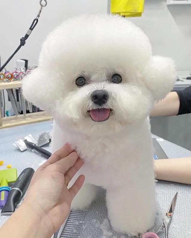 比熊有多萌,主人见到小点可爱比熊犬就想咬牙