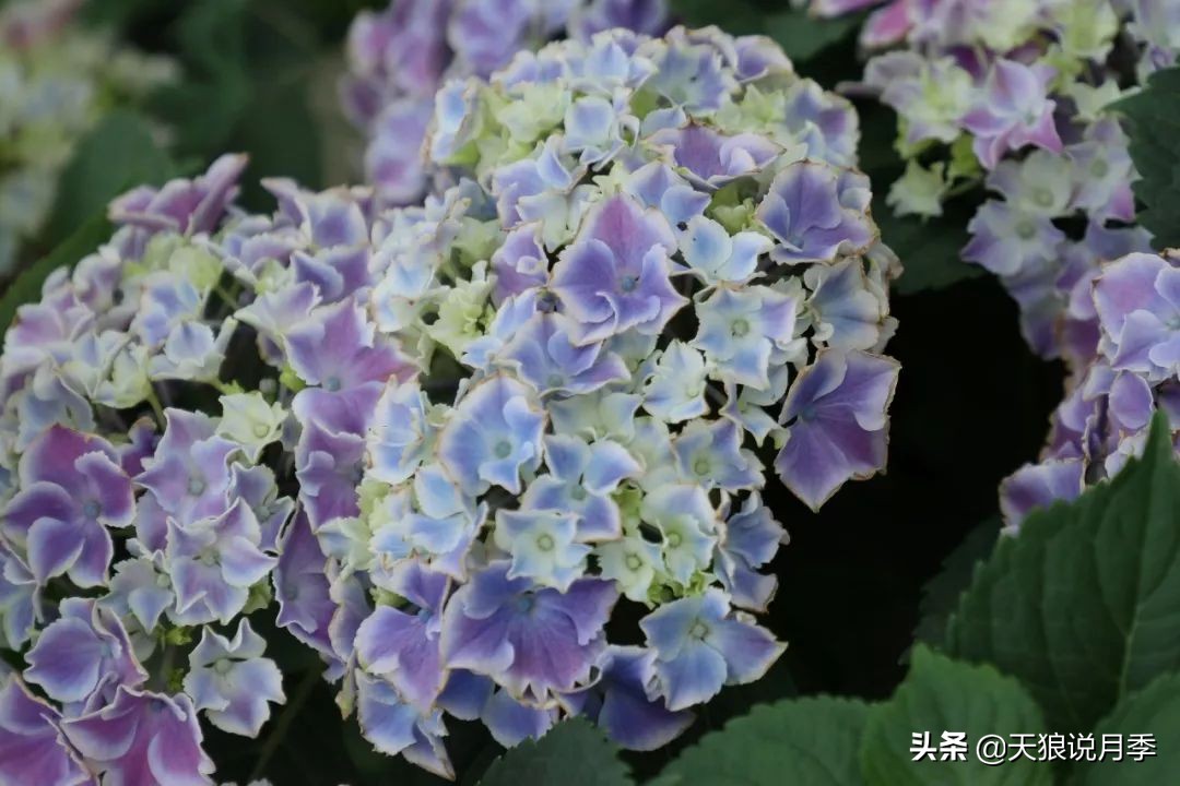 绣球季家里不缺花，全场8折迎初夏