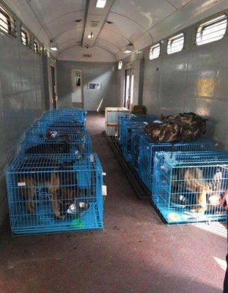 郑州到成都宠物托运,成都到重庆托运宠物多少钱