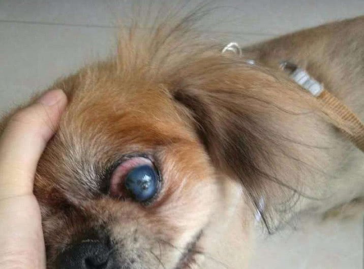 狗狗白内障并发青光眼怎么治,狗狗白内障和结膜炎的区别