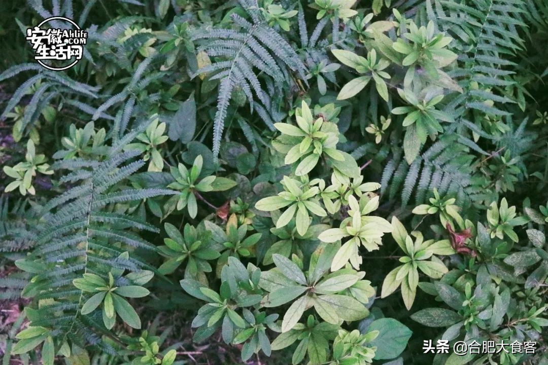 大蜀山爱情故事,大蜀山