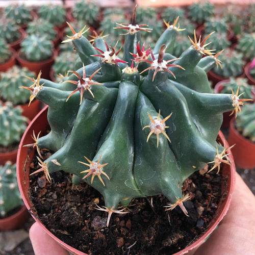 101个仙人球品种,101种仙人球开花图片