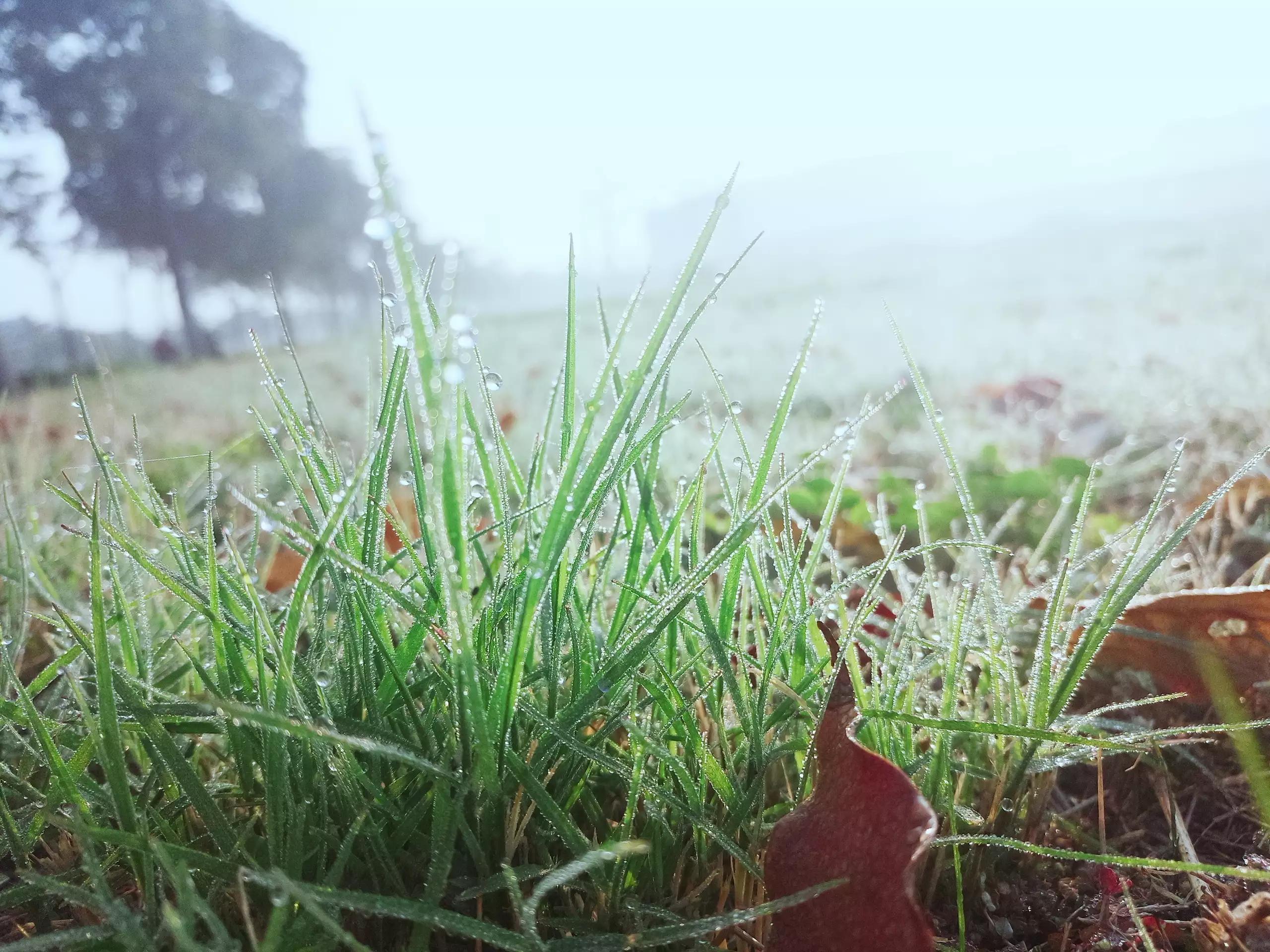 白露节气常识知多少,白露节气有什么习俗