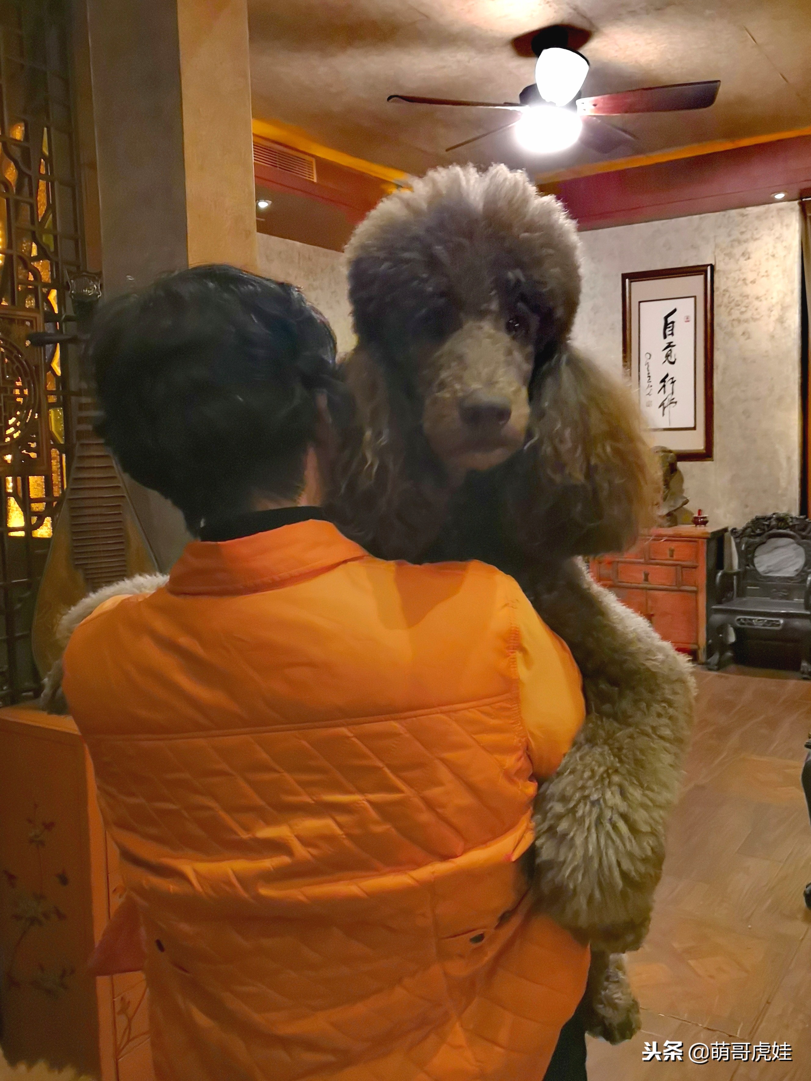 巨型狗狗超级可爱贵宾犬,超级怂的巨型贵宾犬要主人抱抱