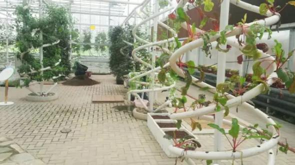 无土栽培技术视频免费,蔬菜无土栽培技术视频