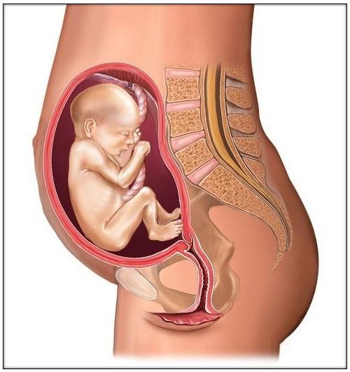 怀孕一到十个月胎儿图解,孕早期胎儿在肚子立体图