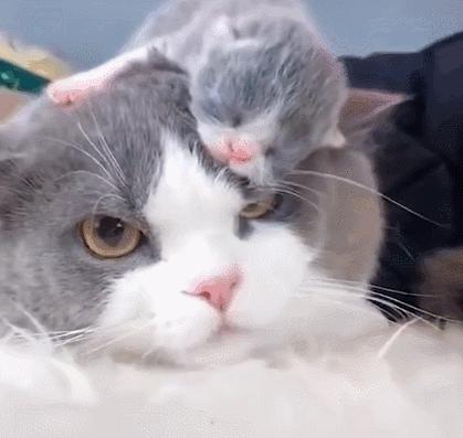 好不容易养大的猫被猪拱了,猫为什么喜欢被猪拱