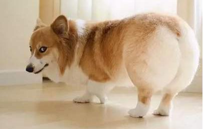 最旺主人的宠物狗品种有哪些,最受欢迎的小型宠物狗排行榜