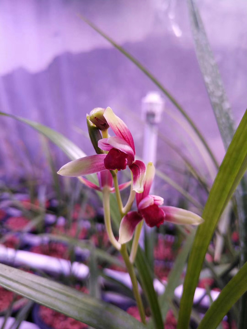 有花苞的兰花重新上盆怎么养,怎么让换盆后的兰花快速发新芽