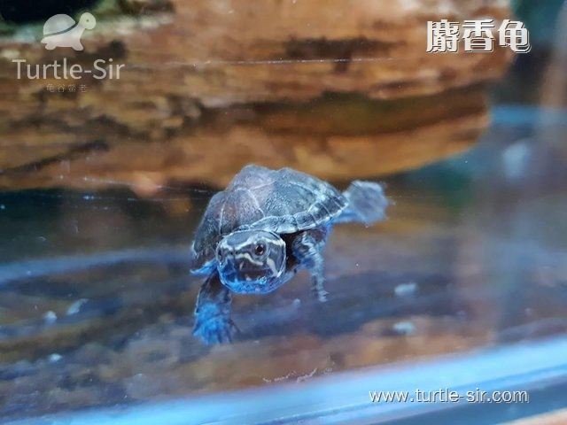 古法生态龟缸养麝香龟要点,麝香龟龟蛋好养吗