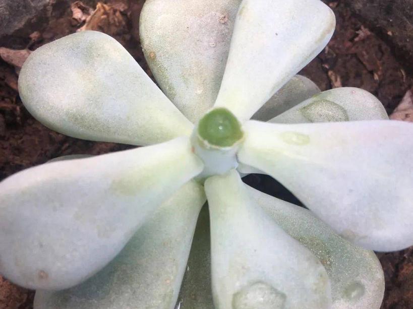 多肉芽点不爆侧芽怎样处理,多肉怎么爆侧芽不用药