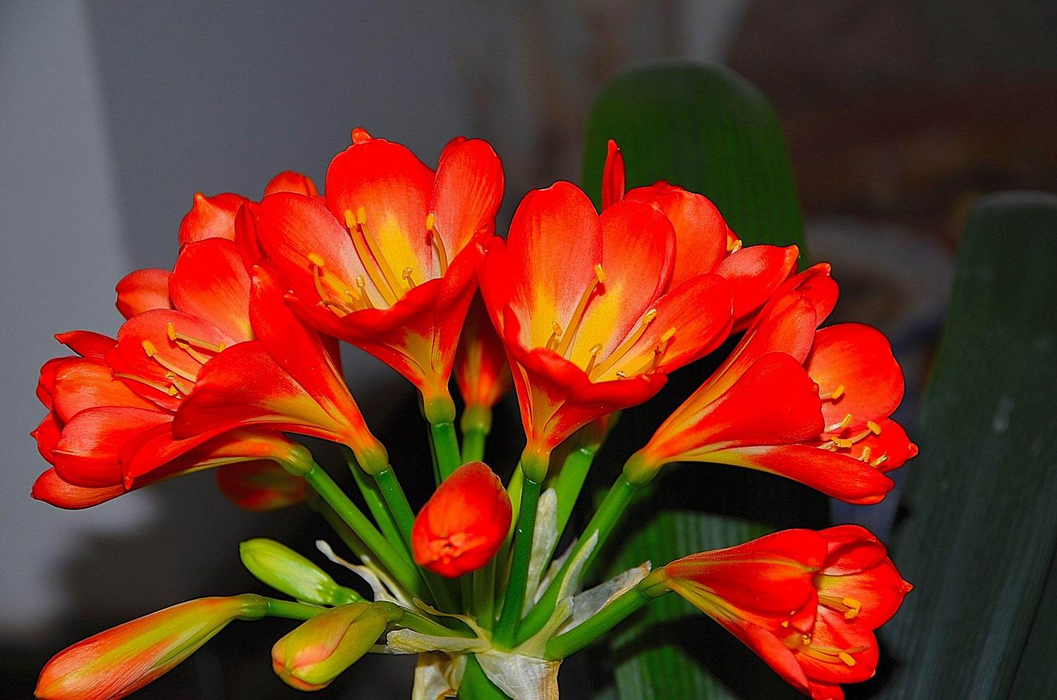 当年东北炒作君子兰,80年代炒作君子兰