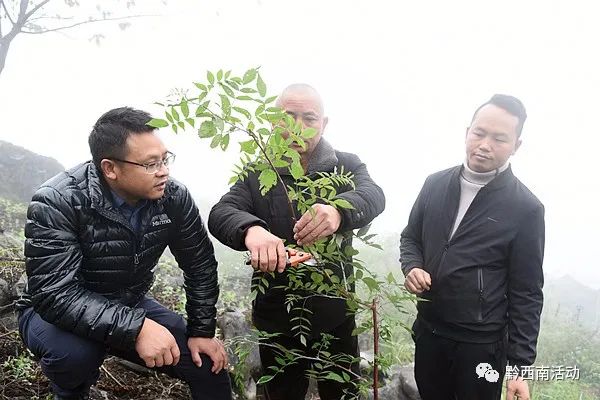 贵州人爱吃的“萢”，黔西南有人培育，还发展了20多亩