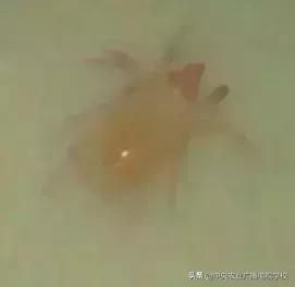 蔬菜地下害虫的最佳防治方法,防治蔬菜害虫用小苏打和白醋怎样