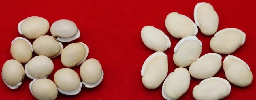 买白扁豆避坑,白扁豆煲汤需要泡吗