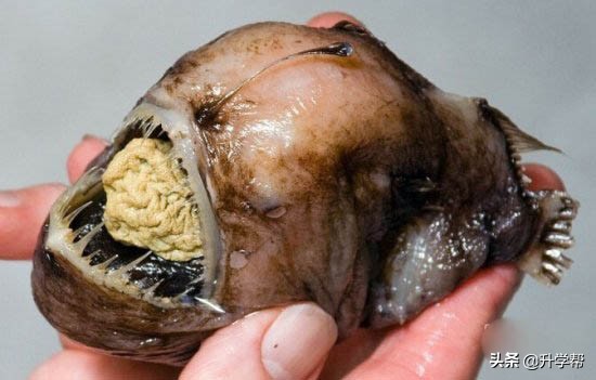 世界上最毒的深海怪鱼,深海最可怕的毒蛇鱼