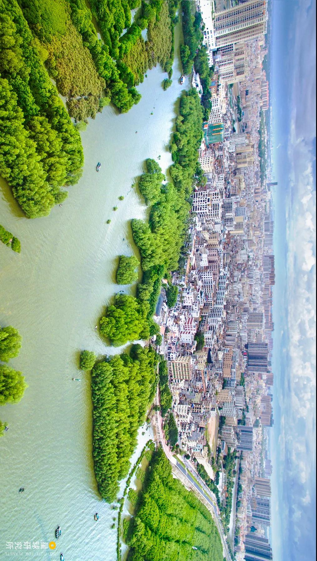 中国植树造林面积,中国植树造林成果国外有什么看法