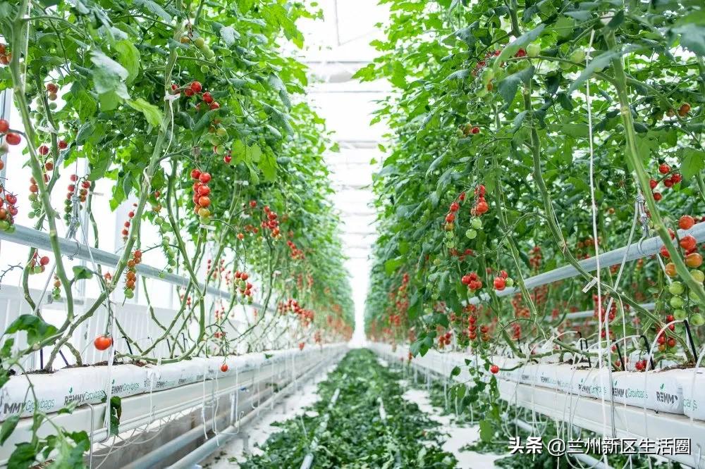 毕业季青春不散场梦想再起航,毕业季青春不散场归来仍是少年