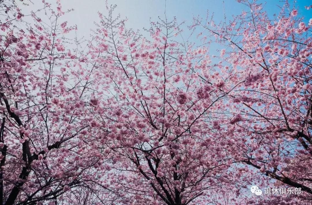 沪上11座公园为你准备的小“梅”好，你收到了吗？