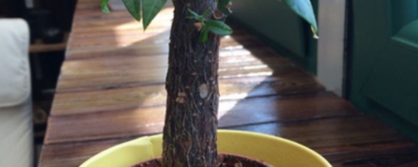 发财树皮烂了还能活吗,发财树皮烂了还能剥皮吗