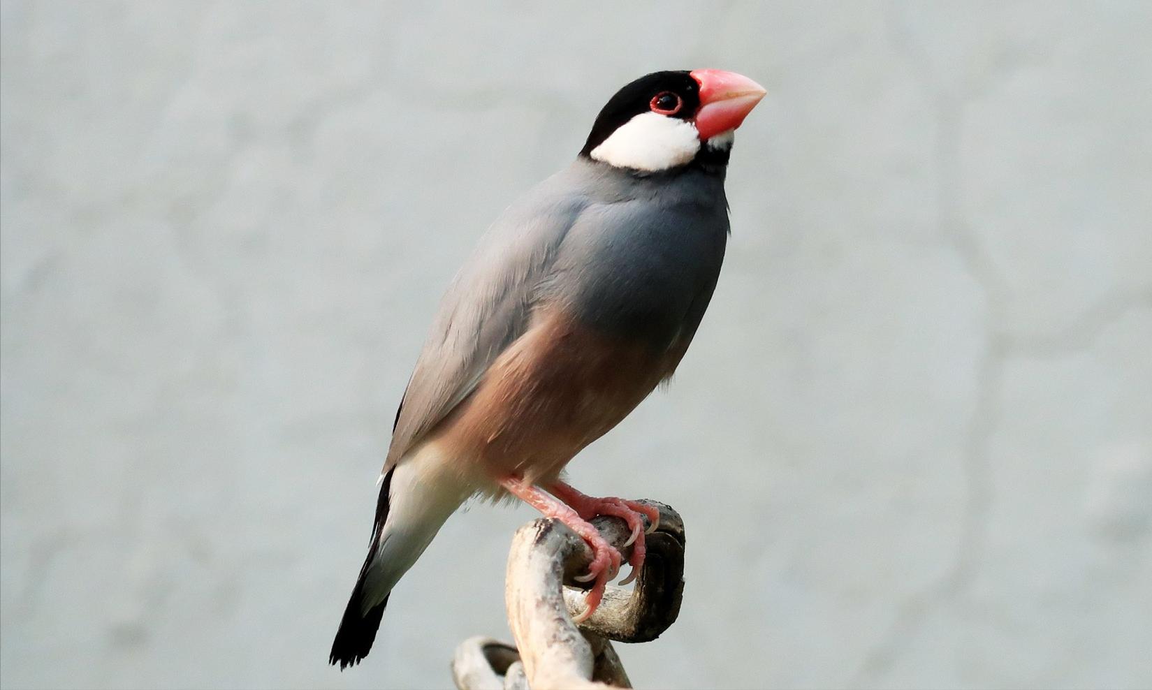 东江揽胜,惠州淡水常见鸟类图谱