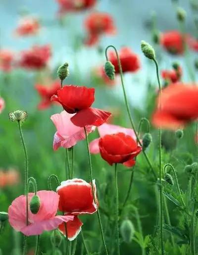 植物虞美人,虞美人花卉植物