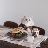 猫咪为什么会出现厌食症,猫咪为什么会腹泻乱拉