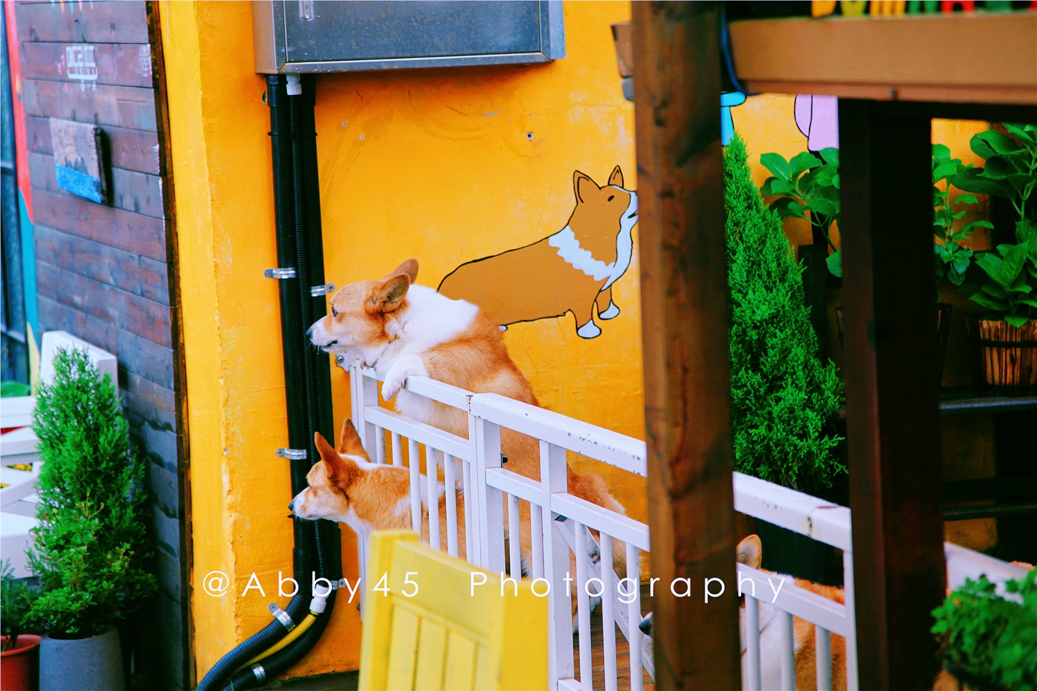 韩国一杯咖啡钱飞济州岛，疫情尚未结束，不如先云游济州岛