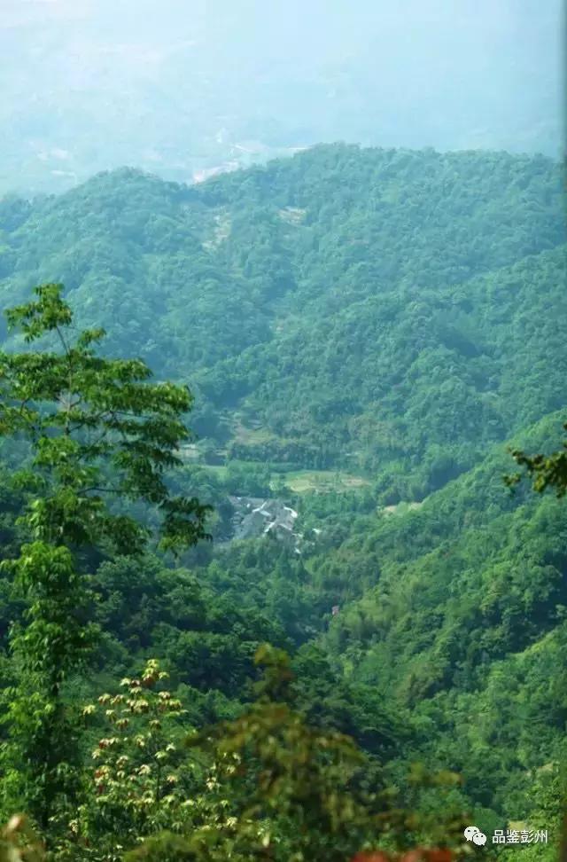 五朵金花组团出战,五朵金花齐聚的时候